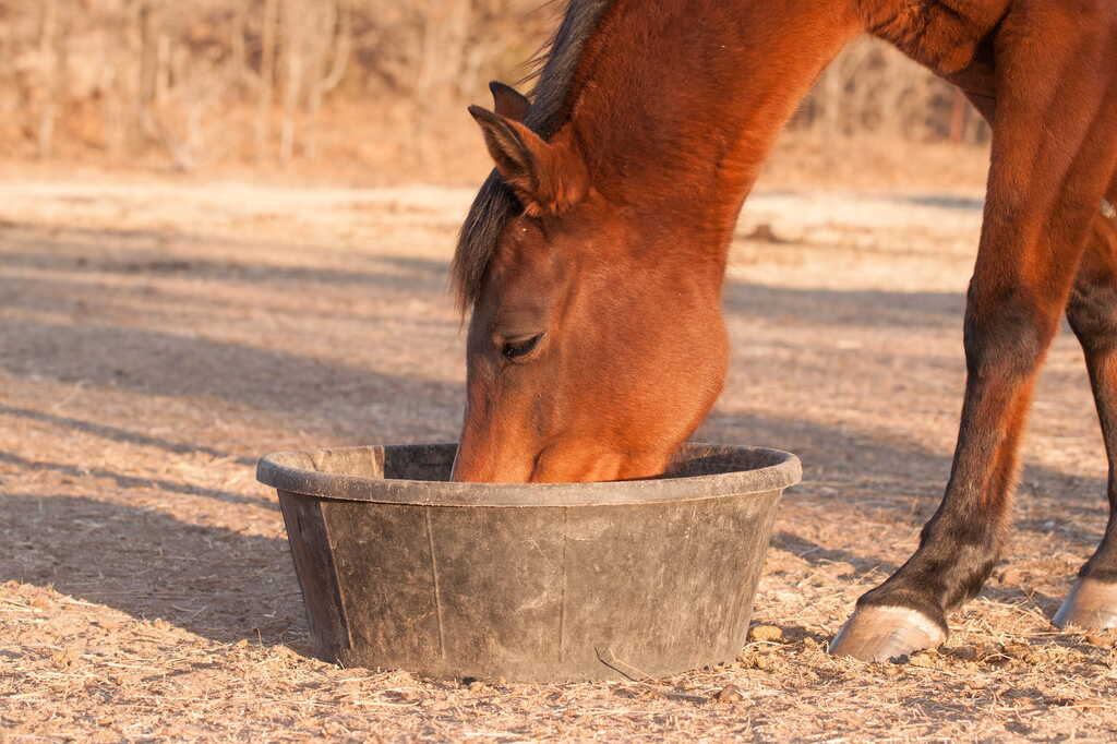 牧草地のゴム製の鍋から彼女の餌を食べる赤い馬